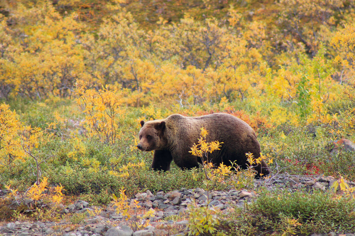 Begegnungen mit Grizzlybären sind in Alaska keine Seltenheit – vor allem wie hier im Denali Nationalpark.