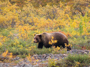 Begegnungen mit Grizzlybären sind in Alaska keine Seltenheit – vor allem wie hier im Denali Nationalpark.