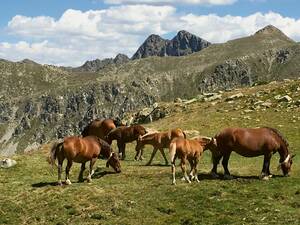 Jede Menge Natur: Nicht nur ruhesuchende Menschen, auch Tiere finden in den Pyrenäen einsame Berggegenden.